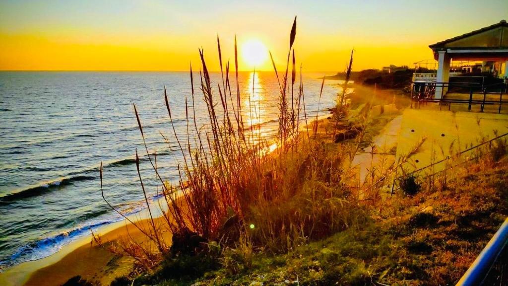 Paradises's Nest